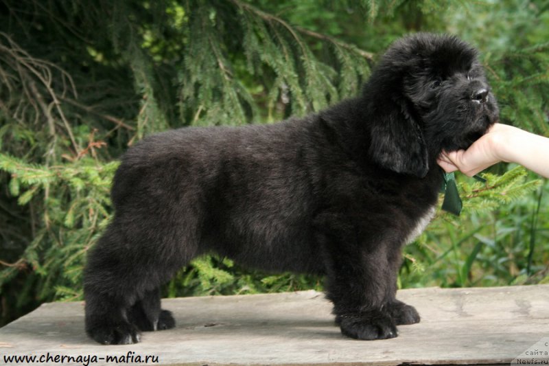 Фотография № 190245