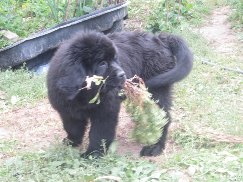 Фото: Natal'ya Smazchikova (Наталья Смазчикова)