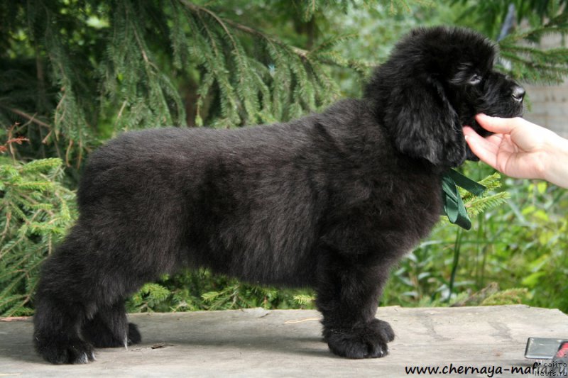 Фотография № 190247