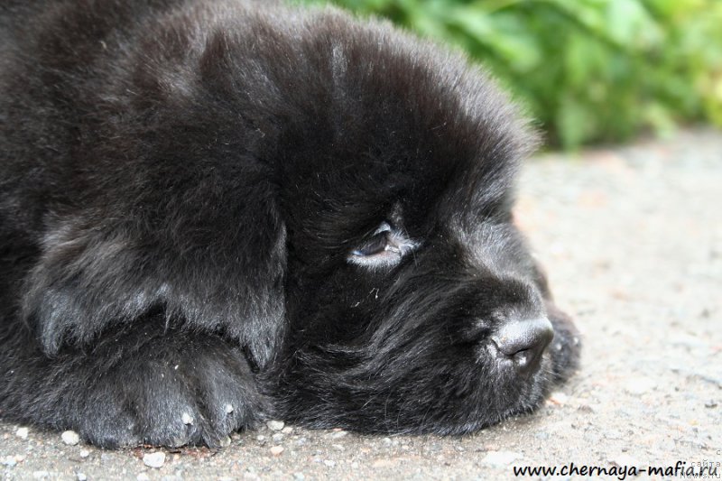 Фотография № 190248