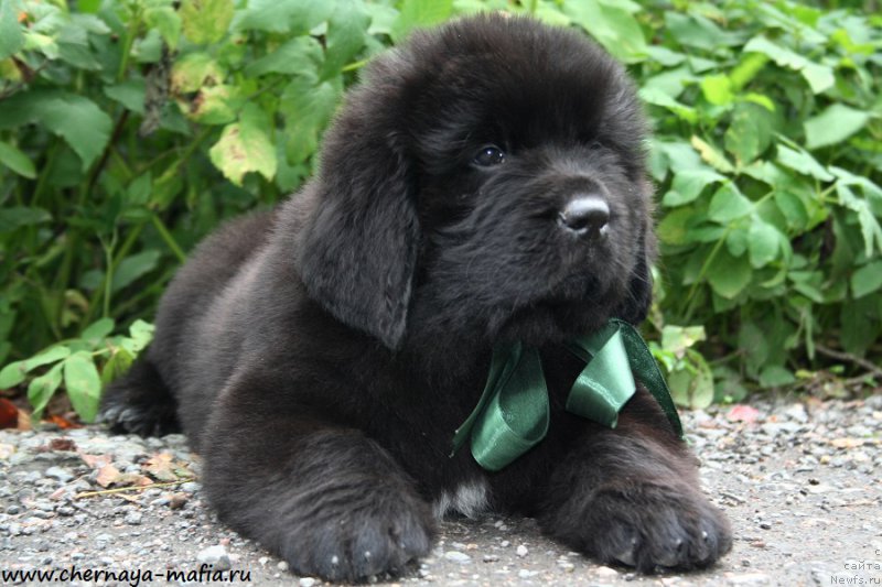 Фотография № 190249