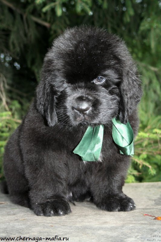 Фотография № 190250