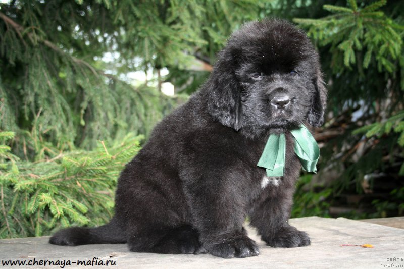 Фотография № 190251