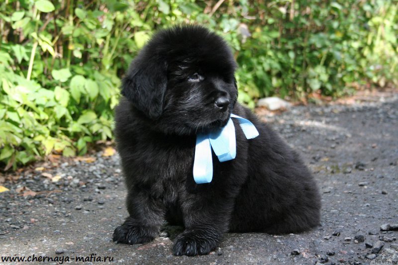 Фотография № 190253