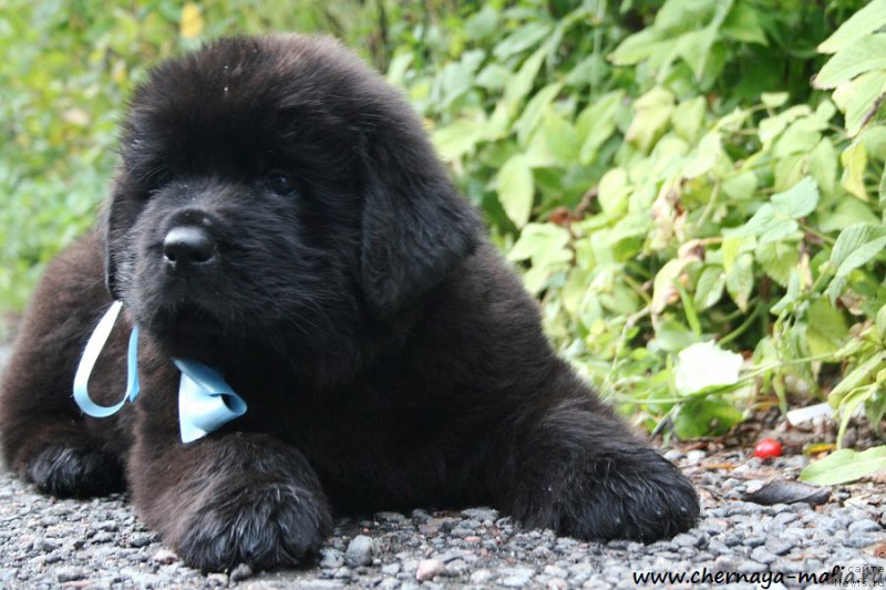 Фотография № 190254