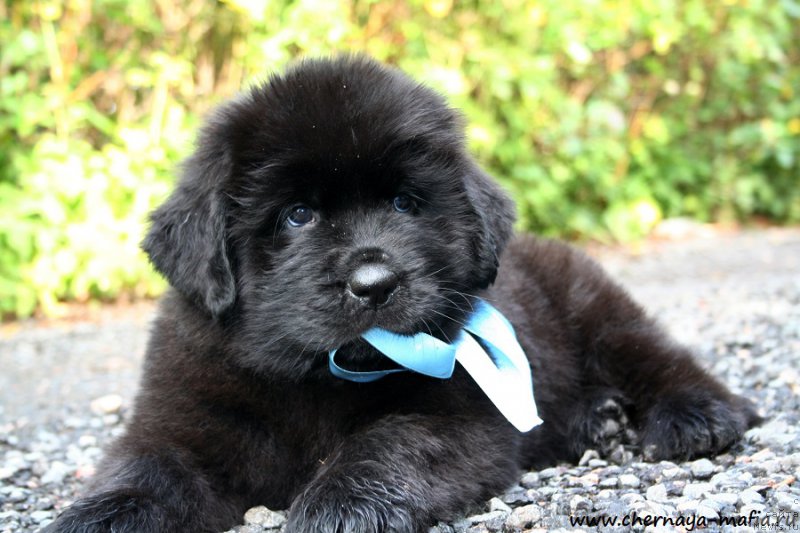 Фотография № 190255