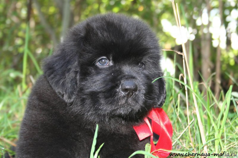 Фотография № 190257