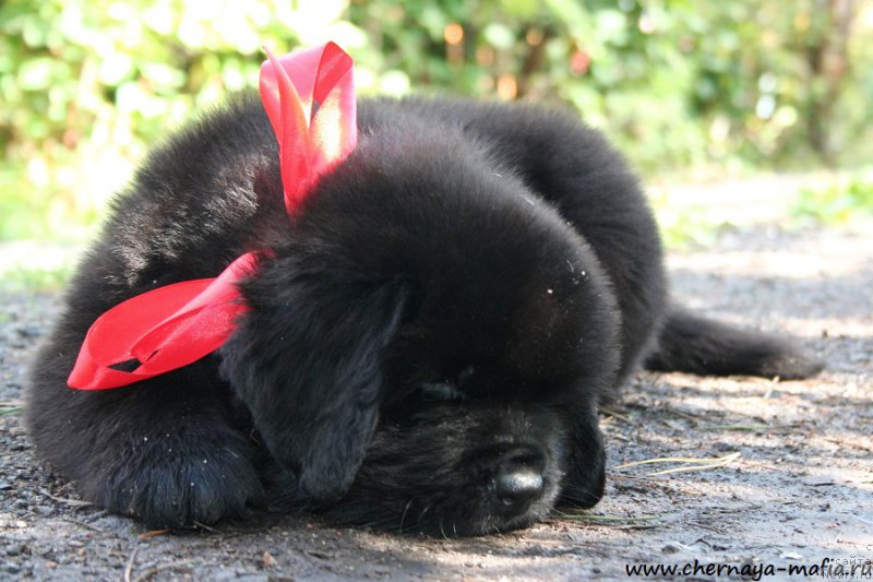 Фотография № 190258