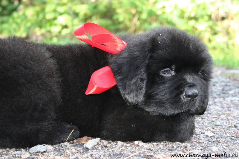 Фотография № 190259