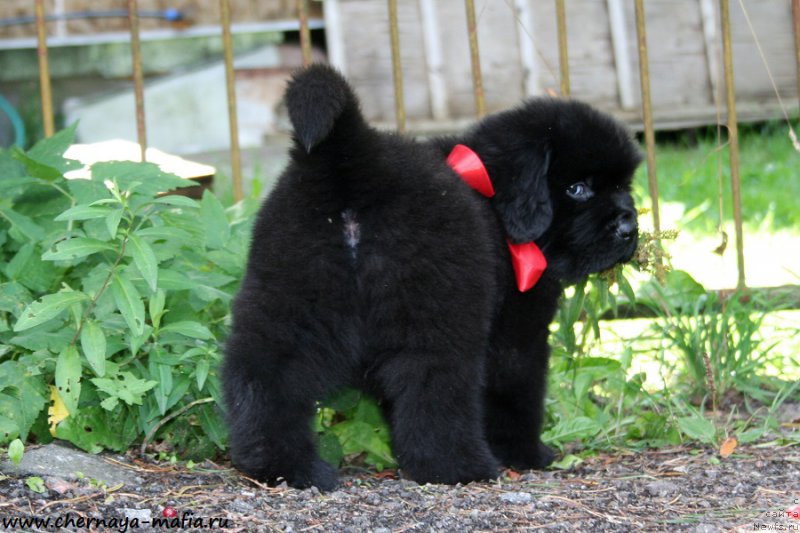 Фотография № 190260