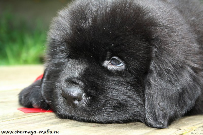 Фотография № 190263