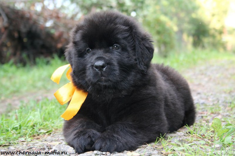 Фотография № 190265