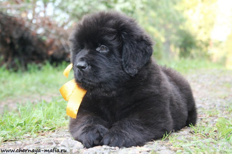 Фотография № 190266