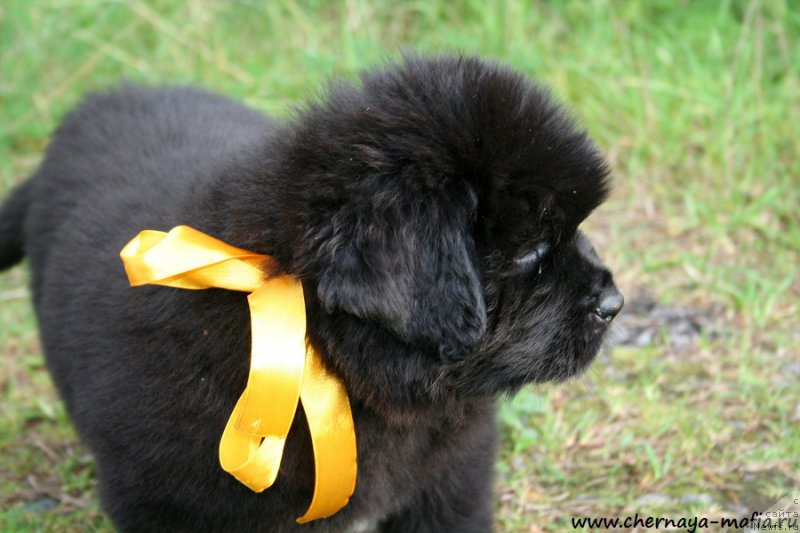 Фотография № 190268