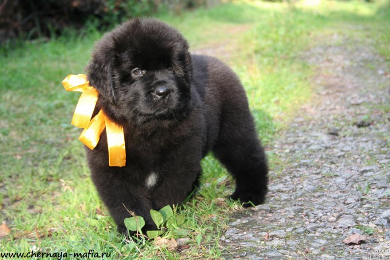 Фотография № 190269