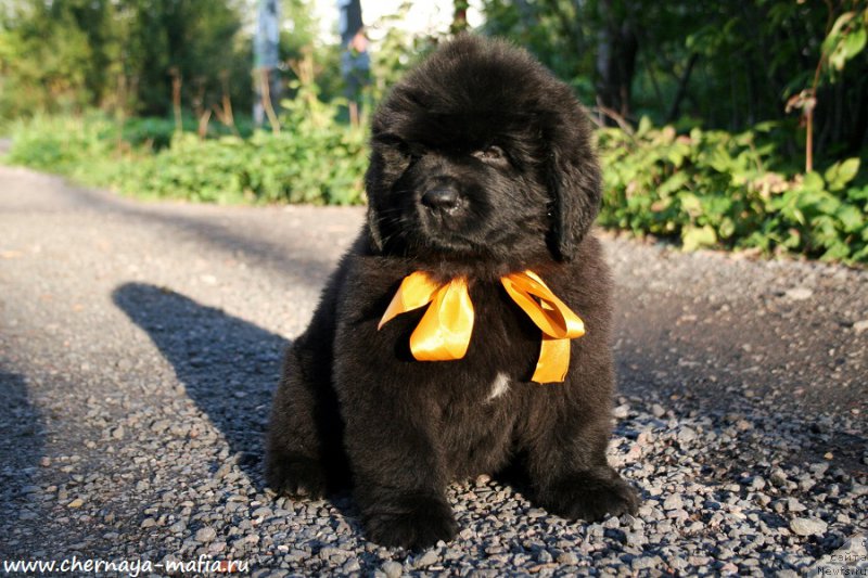 Фотография № 190270