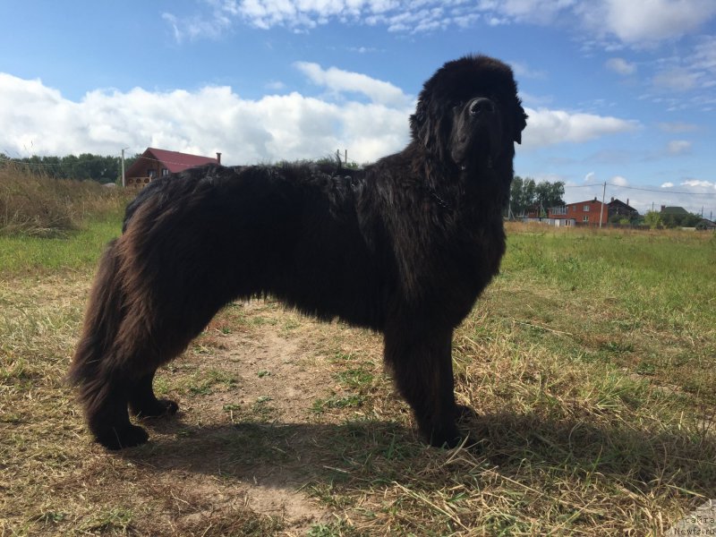Фото: ньюфаундленд Ih Visochestvo Bishop Karl (Их Высочество Бишоп Карл)