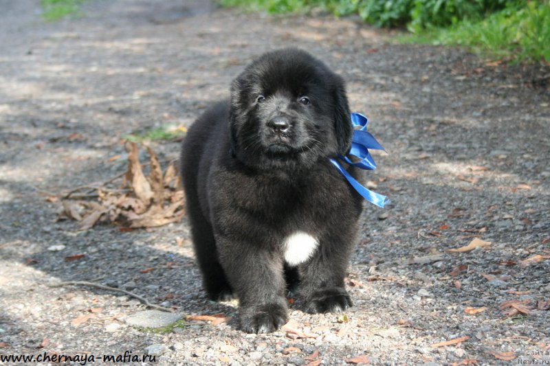 Фотография № 190274