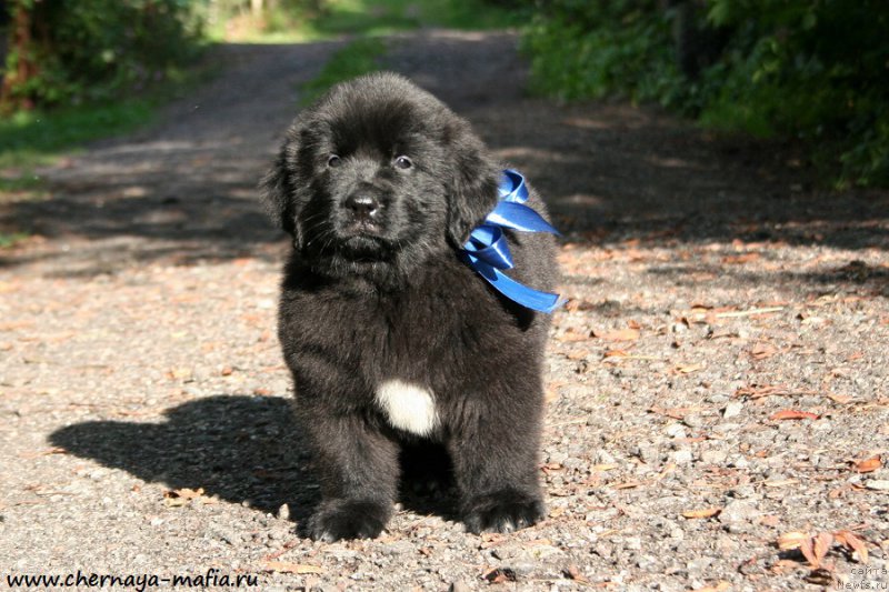 Фотография № 190276