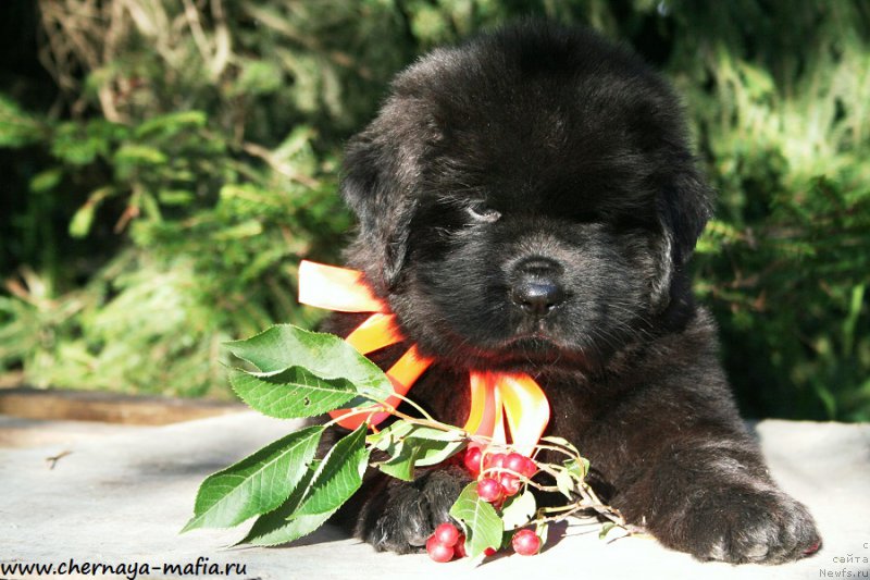 Фотография № 190279