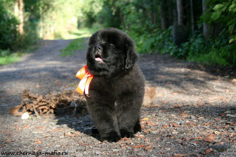 Фотография № 190280