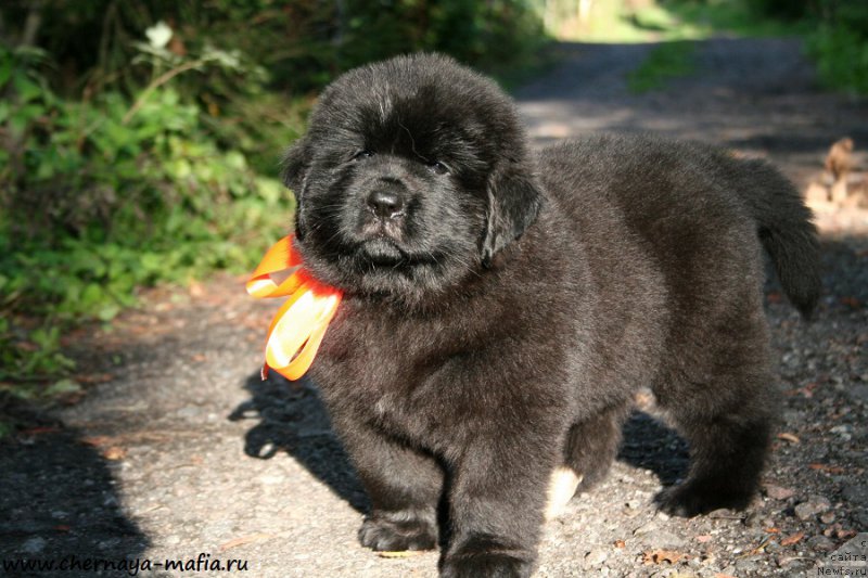 Фотография № 190281