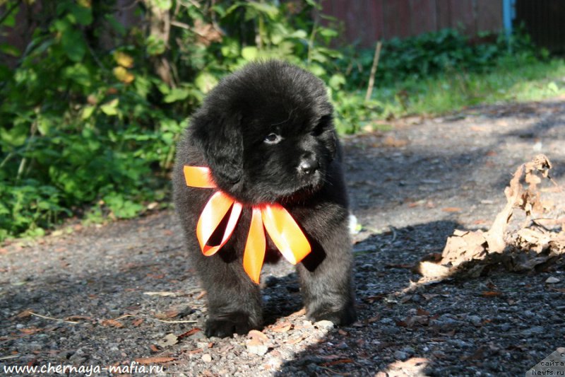 Фотография № 190282