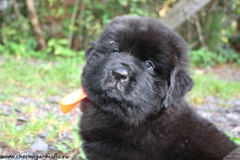 Фотография № 190283