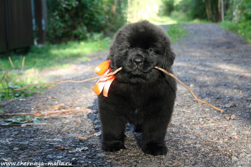 Фотография № 190285