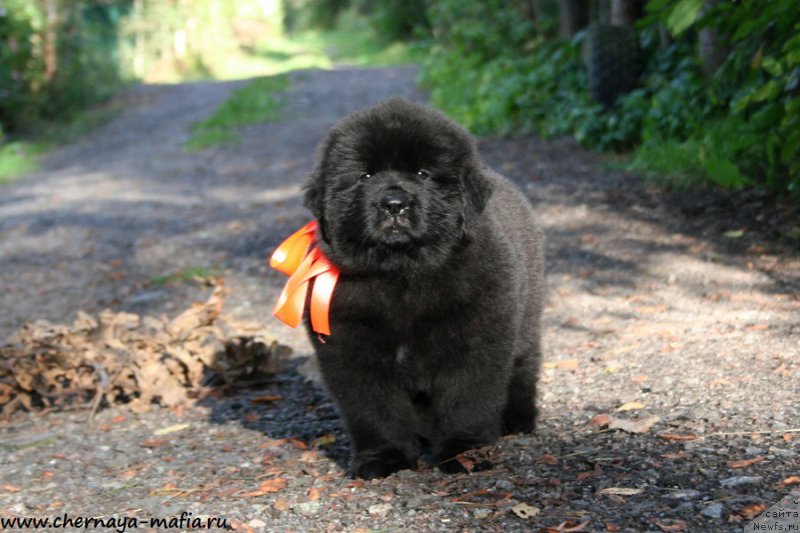 Фотография № 190286