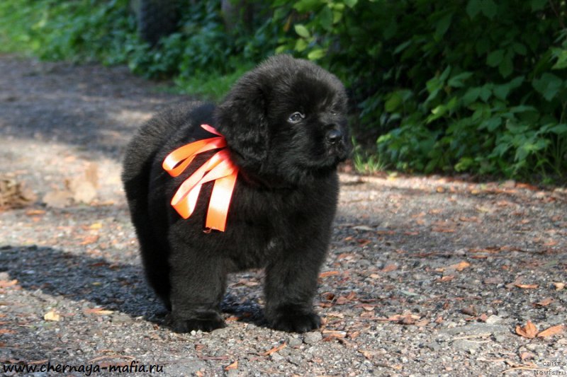 Фотография № 190287