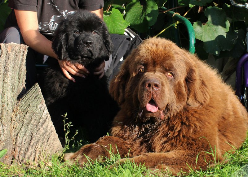 Фото: ньюфаундленд Prekrasnyiy Princ iz Kovrova (Прекрасный Принц из Коврова), ньюфаундленд Charli The Best Helfi Pel (Чарли Де Бест Хелфи Пэл)