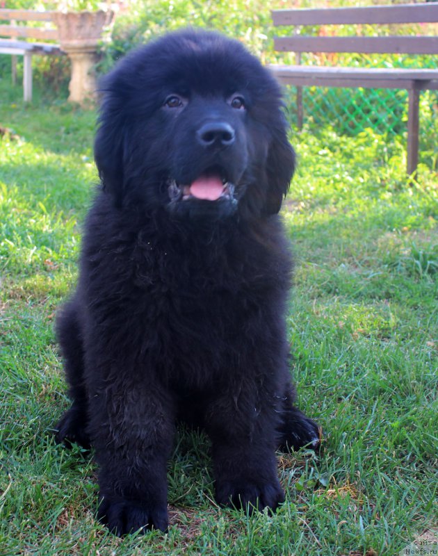 Фотография № 190293