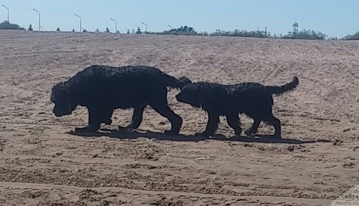 Фото: ньюфаундленд N'yufort Divnaya Diana (Ньюфорт Дивная Диана), ньюфаундленд N'yufort Divnaya Diana (Ньюфорт Дивная Диана), Lav stori из Тихого омута
