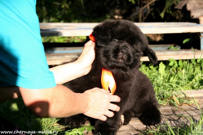 Фотография № 190300