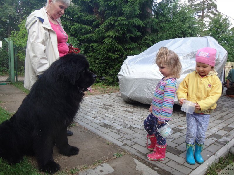 Фото: ньюфаундленд Beguschaya po volnam Russian Hit (Бегущая по волнам Руссиан Хит)