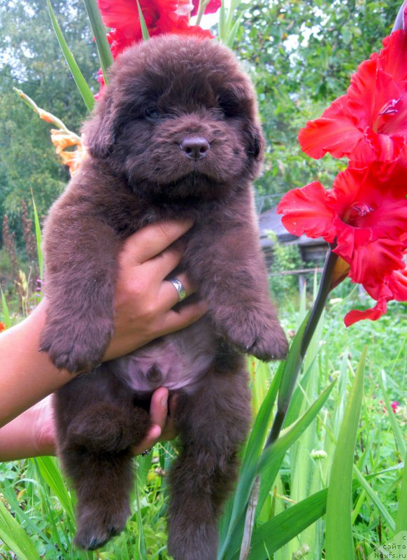 Фото: ньюфаундленд Al'fa Dar Oksa Vord Kid Valentius (Альфа Дар Окса Ворд Кид Валентиус)