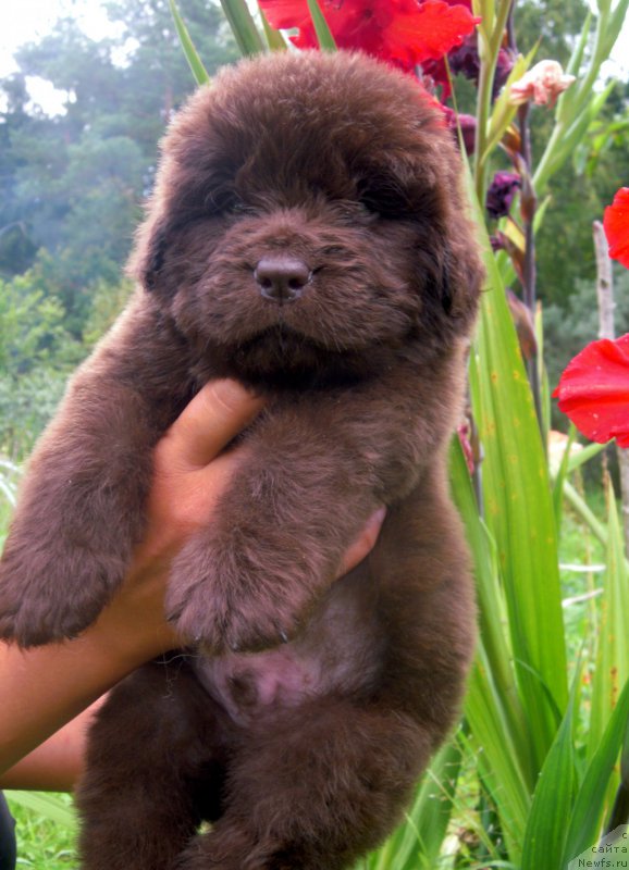 Фотография № 190309