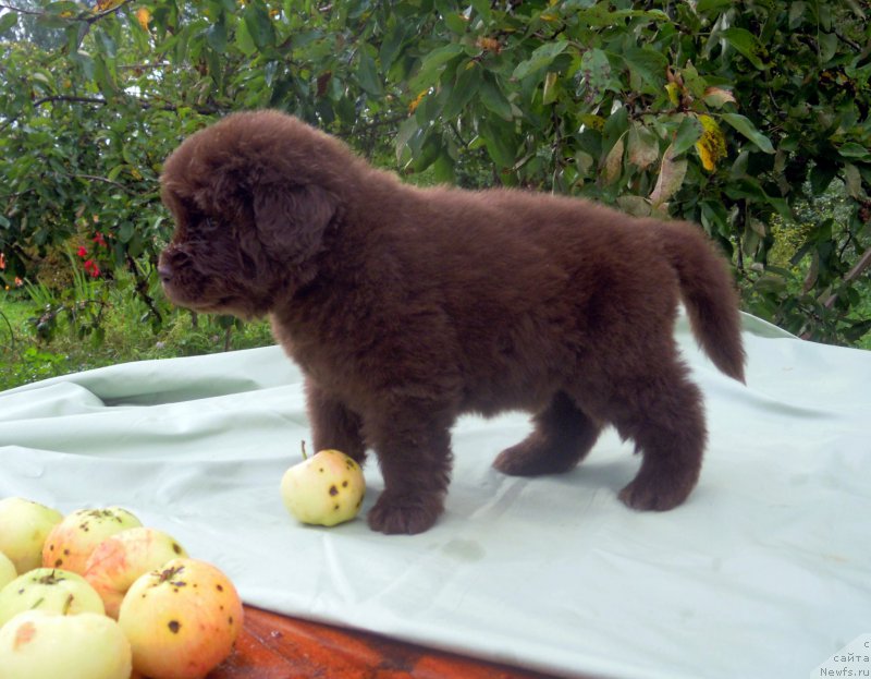 Фото: ньюфаундленд Al'fa Dar Oksa Vord Kid Valentius (Альфа Дар Окса Ворд Кид Валентиус)