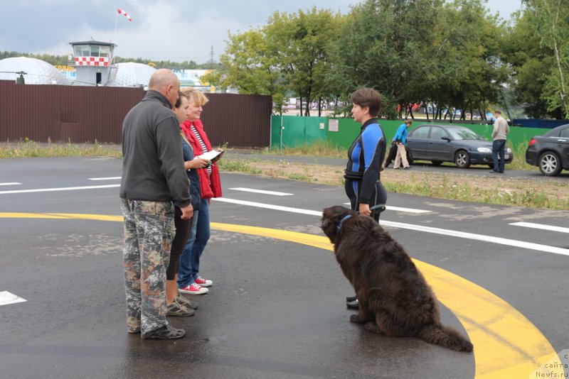 Фото: Elena Bogdanova (Елена Богданова), ньюфаундленд Angel Khranitel Gruffidd (Ангел Хранитель Граффидд)