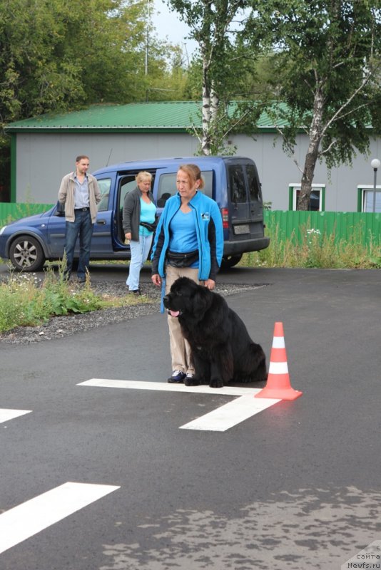 Фото: Antonina CHigvinceva (Антонина Чигвинцева), ньюфаундленд Toptyzhka Galatea Morskaya Nereida (Топтыжка Галатея Морская Нереида)