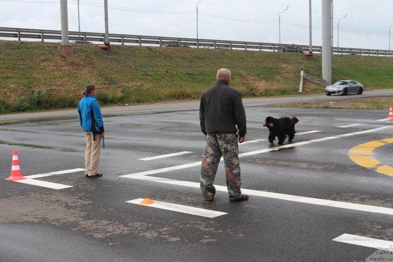 Фото: Antonina CHigvinceva (Антонина Чигвинцева), ньюфаундленд Toptyzhka Galatea Morskaya Nereida (Топтыжка Галатея Морская Нереида)