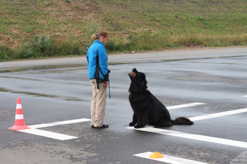Фото: Antonina CHigvinceva (Антонина Чигвинцева), ньюфаундленд Toptyzhka Galatea Morskaya Nereida (Топтыжка Галатея Морская Нереида)