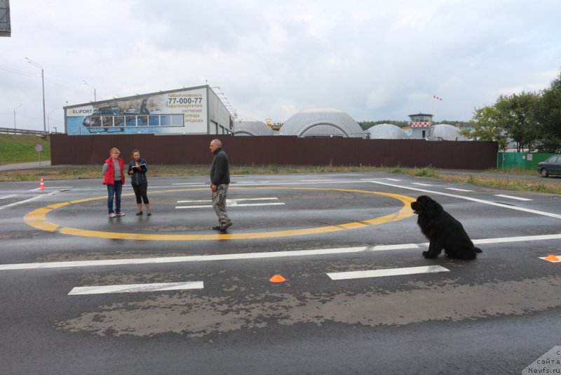 Фото: ньюфаундленд Laymar Seynari (Лаймар Сейнари)