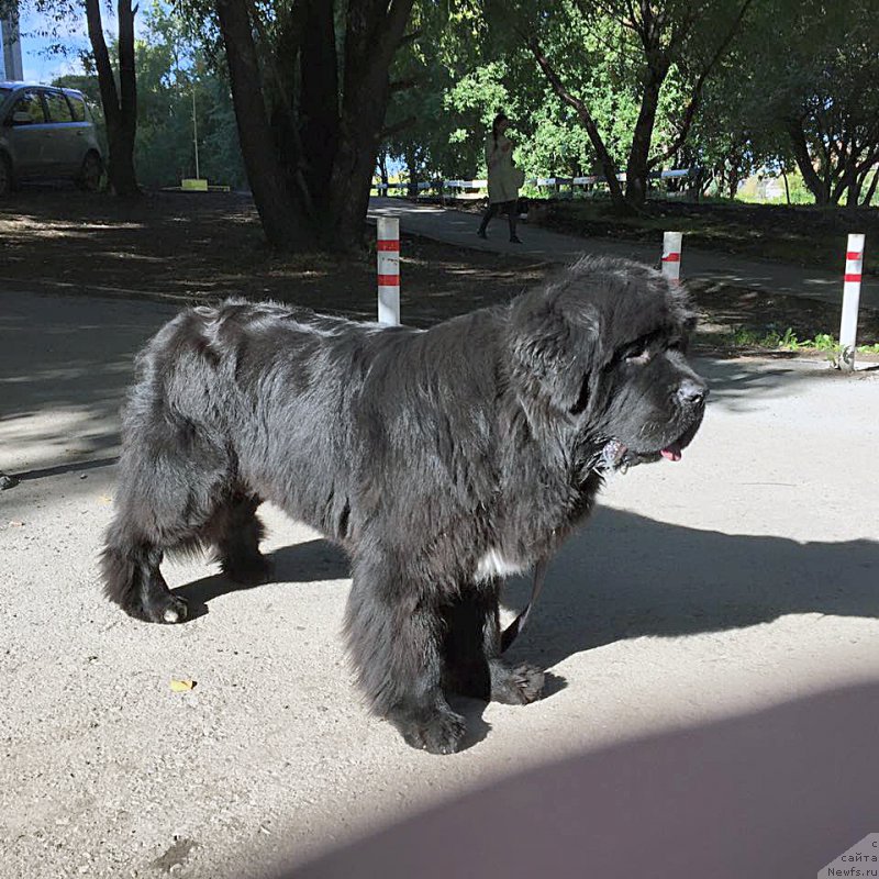 Фото: ньюфаундленд Beguschaya po Volnam Frozen Beauty (Бегущая по Волнам Фрозен Веату)