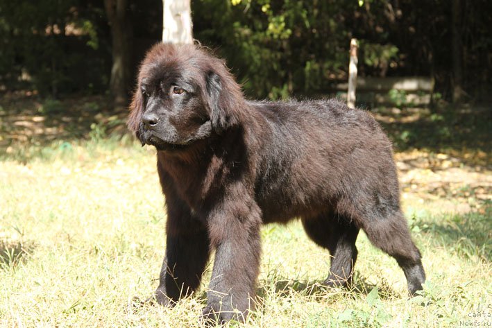 Фото: ньюфаундленд Dikovinka s Berega Dona (Диковинка с Берега Дона)