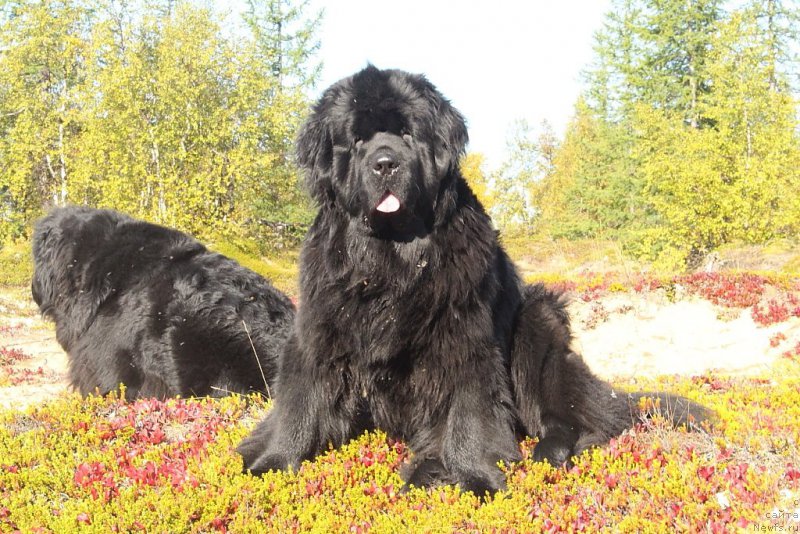 Фотография № 190392