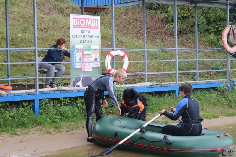 Фото: Larisa Kutina (Лариса Кутина), ньюфаундленд Belkonder-Club Ugli-Boogli (Белкондер-Клаб Угли-Бугли)