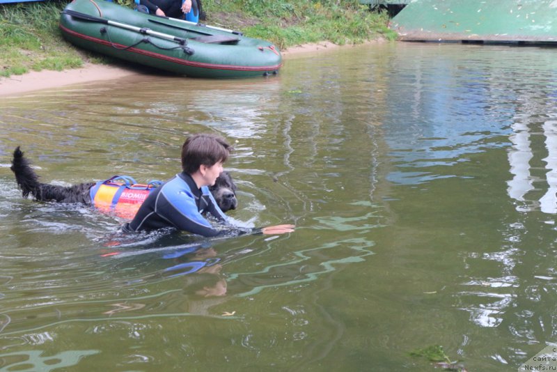 Фото: Elena Bogdanova (Елена Богданова), ньюфаундленд Angel Khranitel Gruffidd (Ангел Хранитель Граффидд)