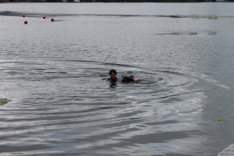 Фото: Elena Bogdanova (Елена Богданова), ньюфаундленд Angel Khranitel Gruffidd (Ангел Хранитель Граффидд)